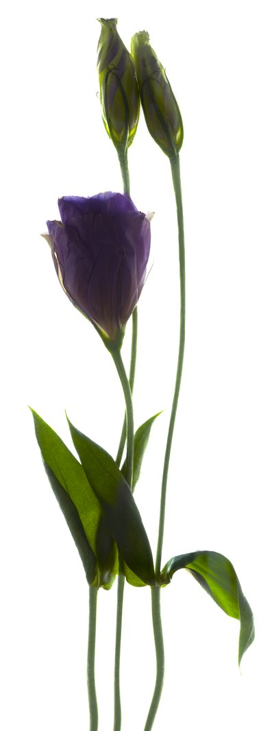 Lisianthus Duo by Julia McLemore